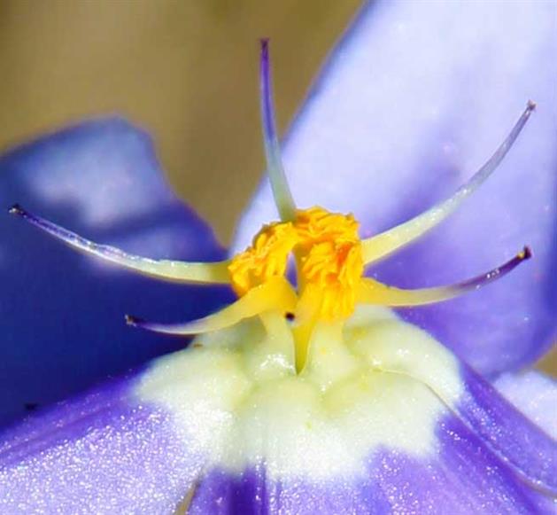 The Beautiful Pictures of Texas Flowers Gallery