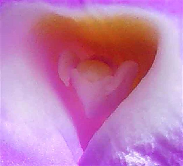The Beautiful Pictures of Texas Flowers Gallery