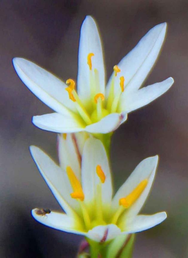 The Beautiful Pictures of Texas Flowers Gallery